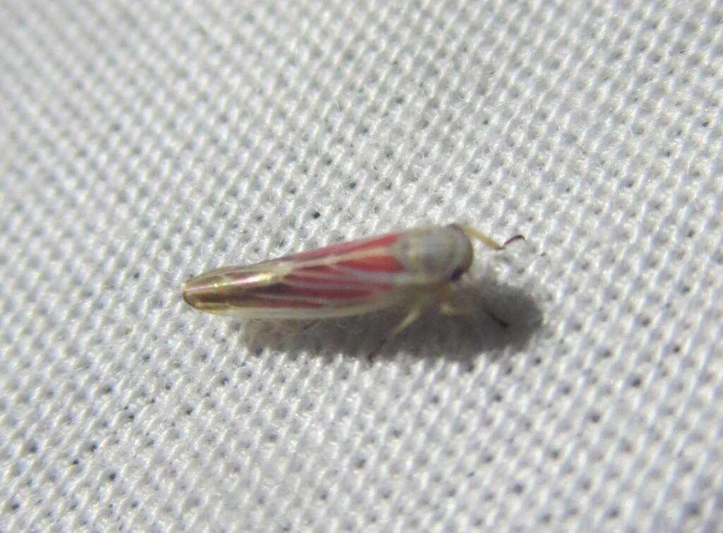 Image of Leafhopper