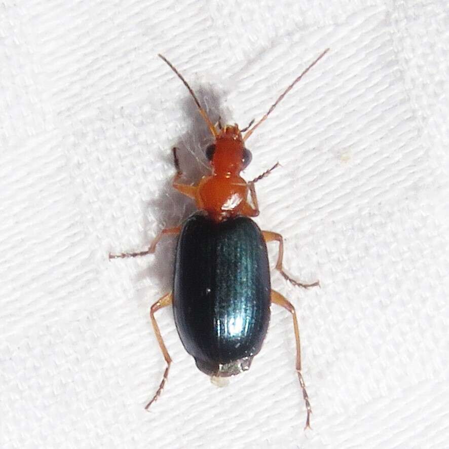 Lebia (Loxopeza) atriventris Say 1823 resmi