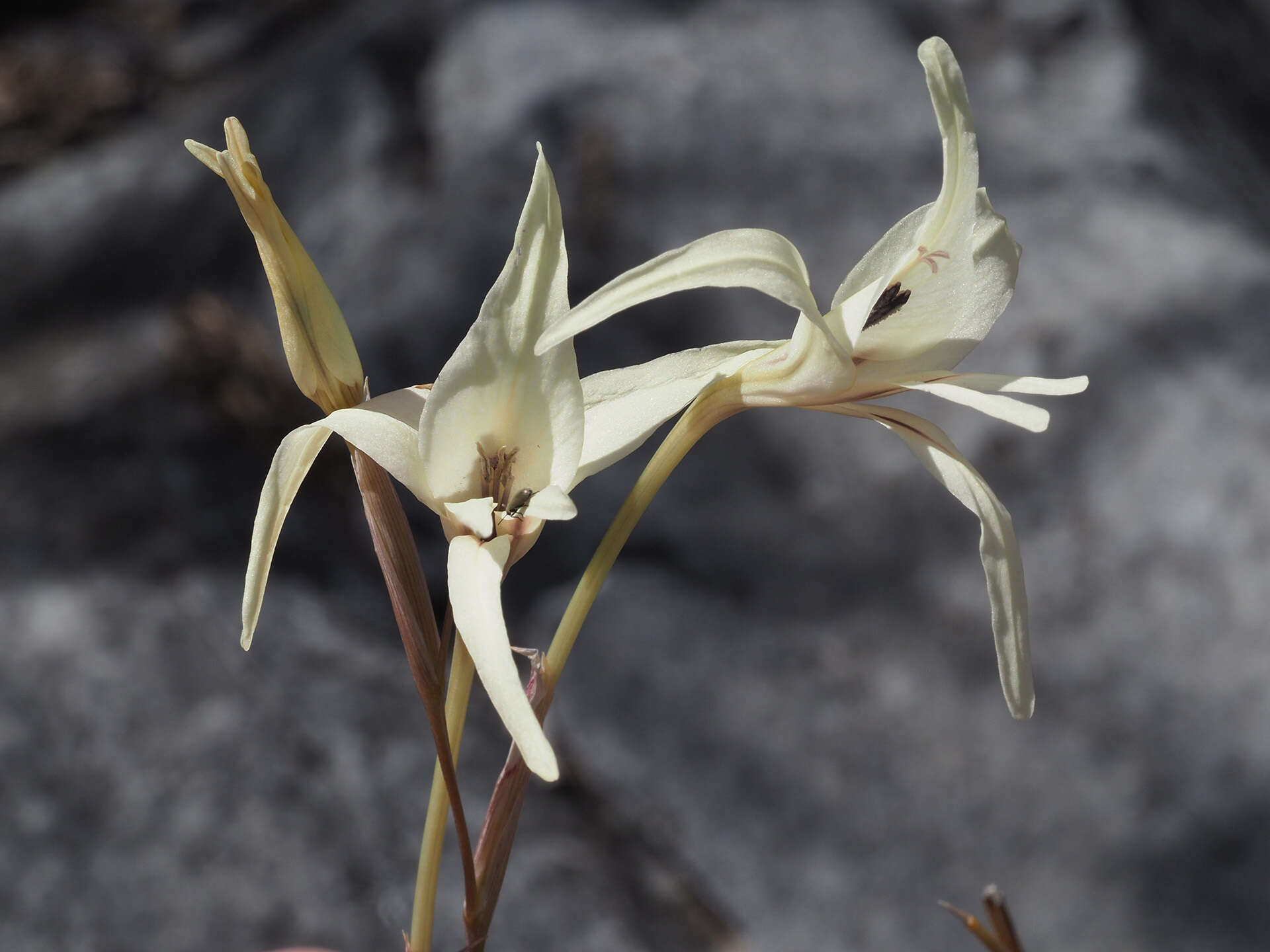 Imagem de Gladiolus leptosiphon F. Bolus