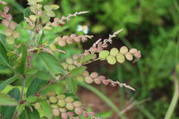 Image de Phyllodium pulchellum (L.) Desv.