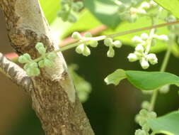 Plancia ëd Lagerstroemia microcarpa Wight