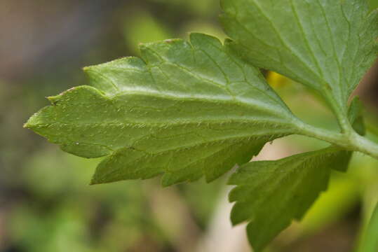 Imagem de Ranunculus silerifolius H. Lév.