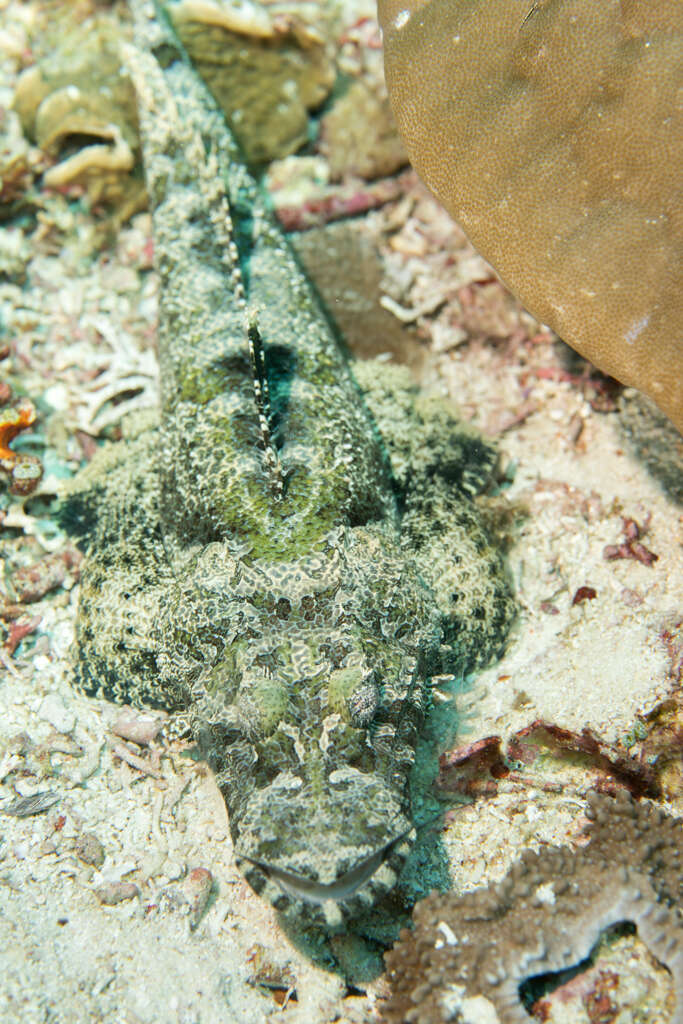 Image of Cymbacephalus