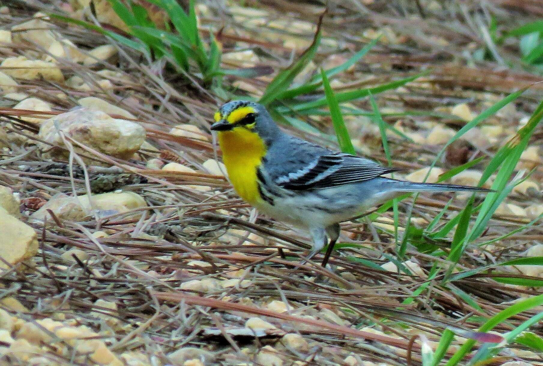 Image of Grace's Warbler