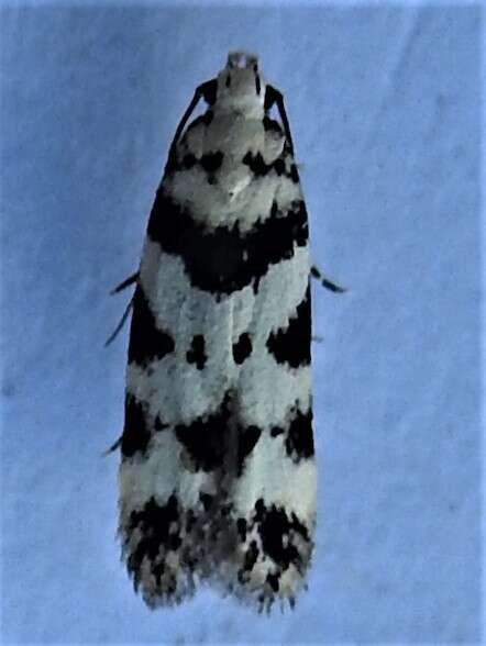 Pseudotelphusa scalella Scopoli 1763的圖片