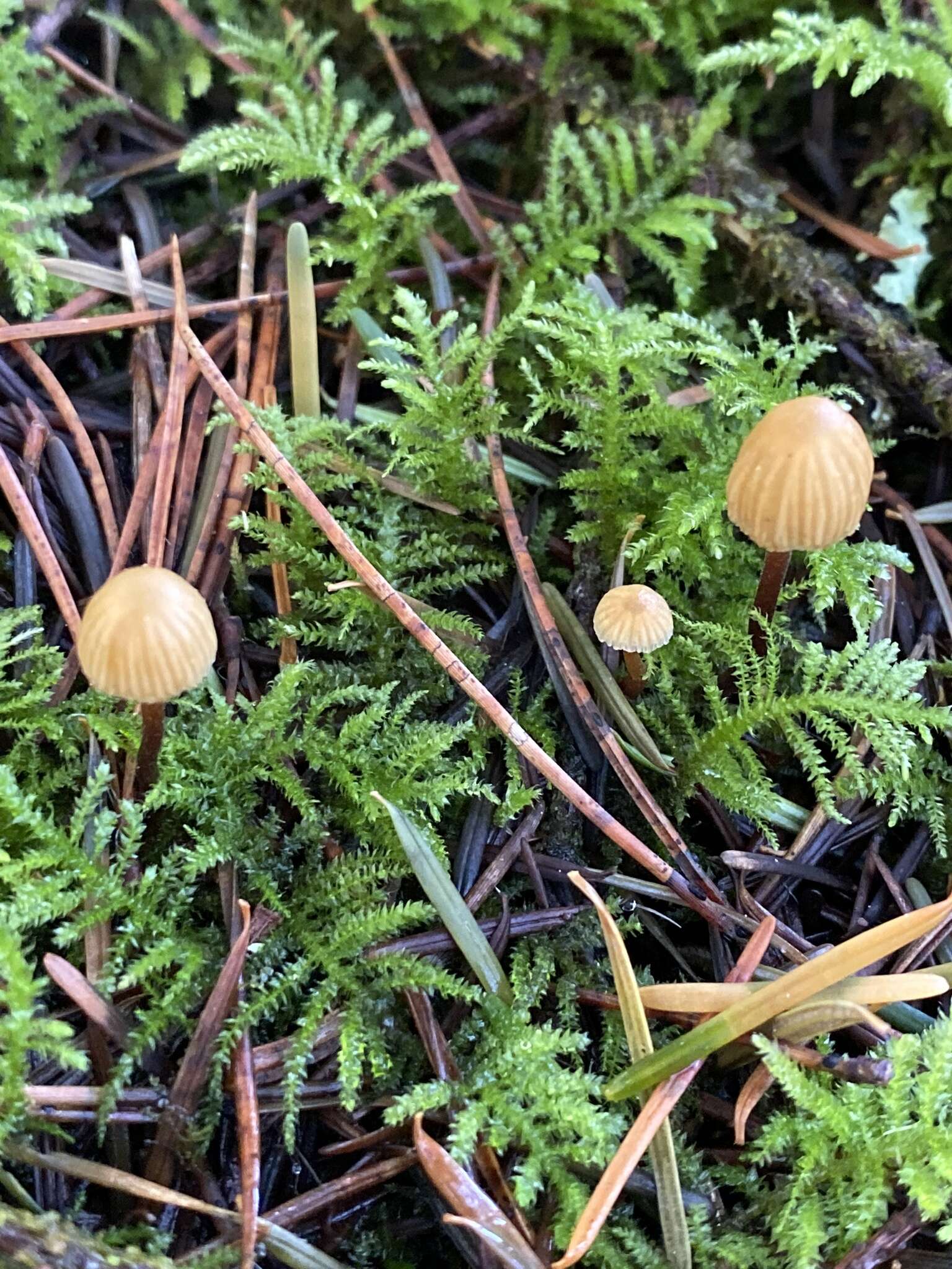 Imagem de Galerina vittiformis (Fr.) Singer 1950