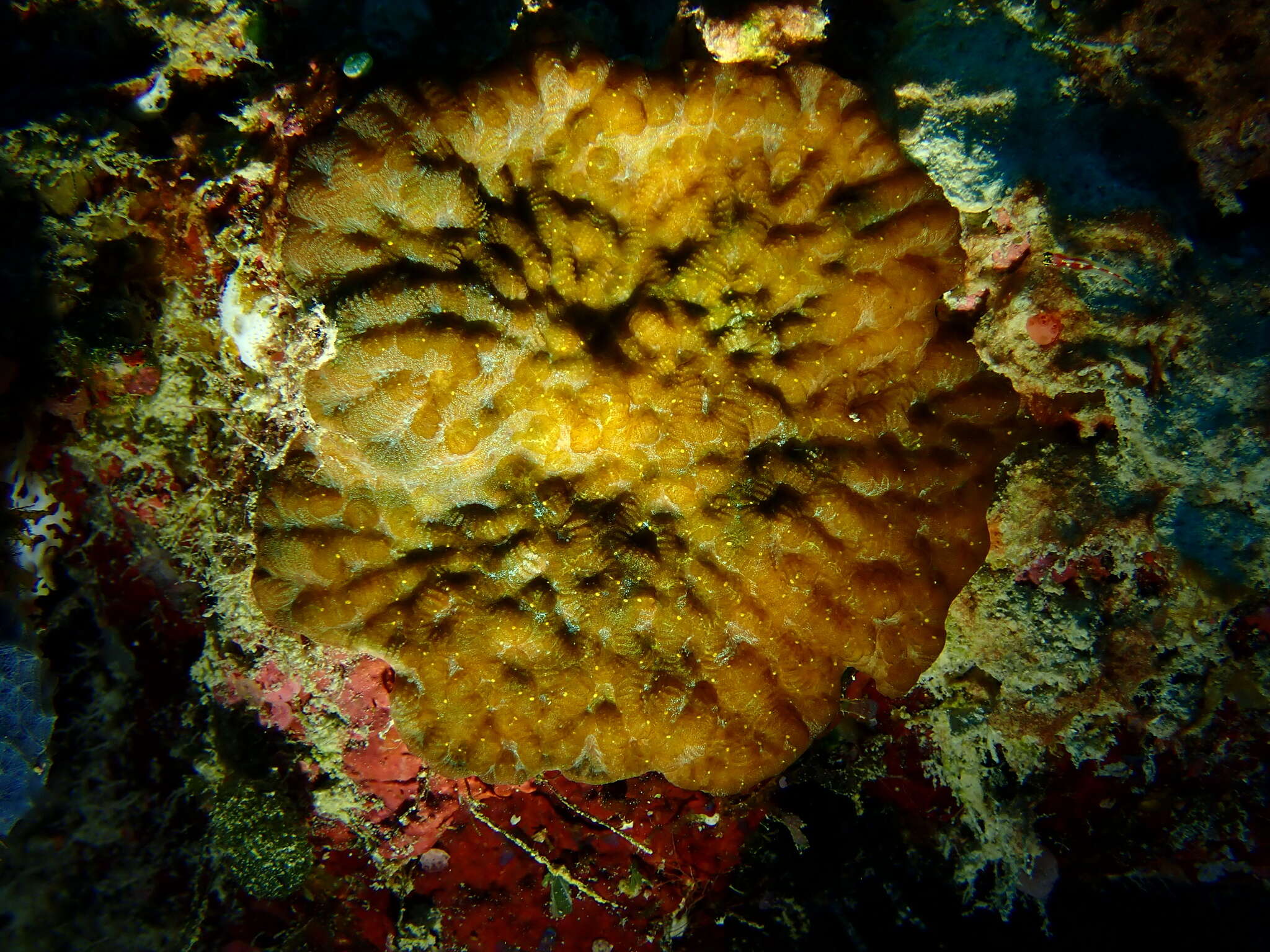 Image of crispy crust coral