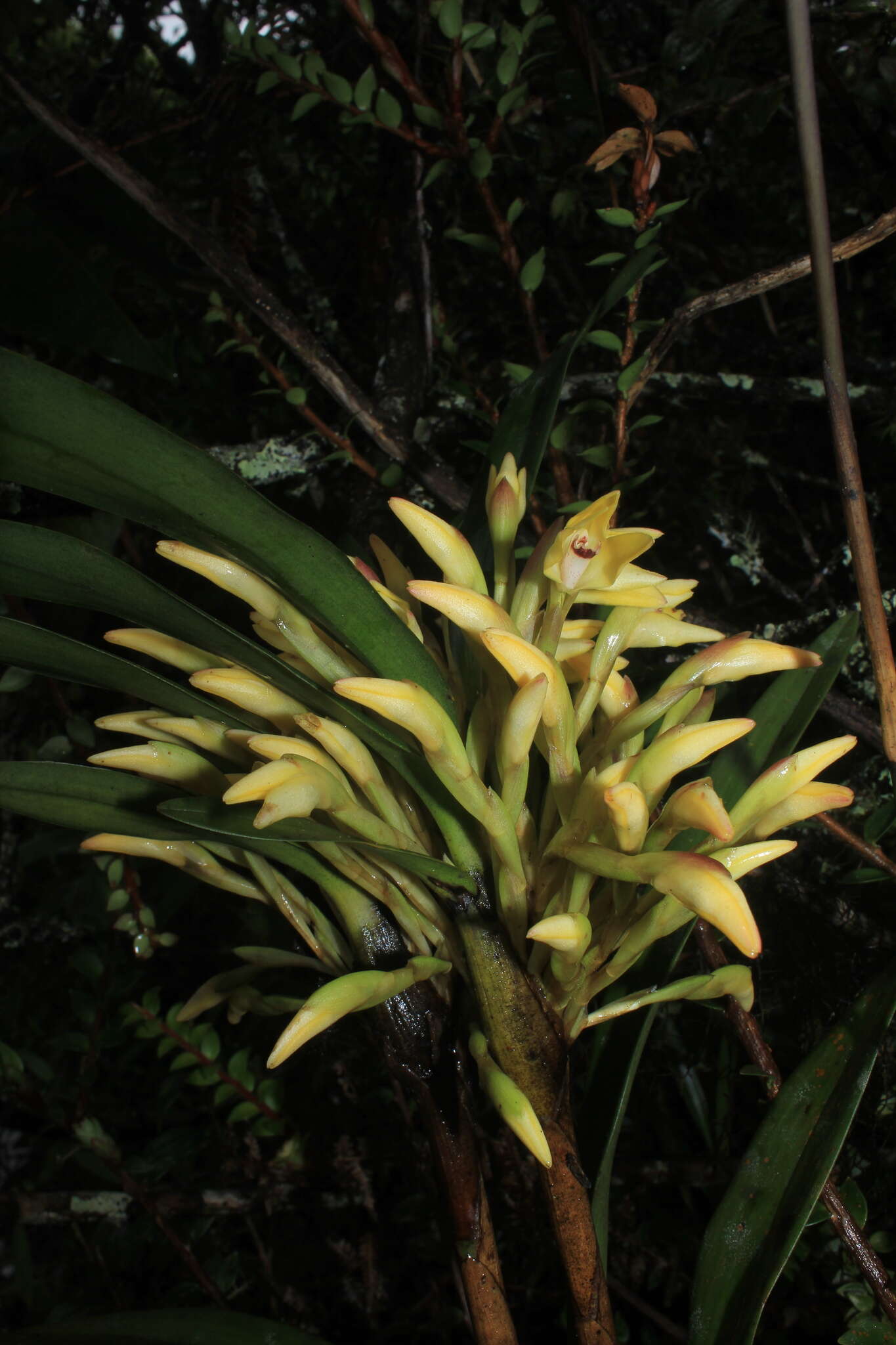 Image of Maxillaria embreei Dodson