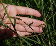 Image of Galactia austrofloridensis