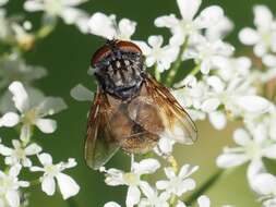 Image of Phasia subcoleoptrata (Linnaeus 1767)