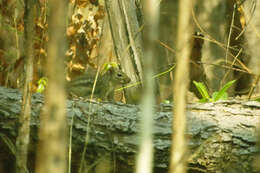 Image of Indochinese Ground squirrel