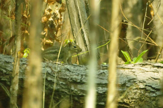 Image of Indochinese ground squirrel