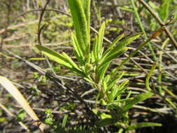 Image of Pteronia scabra Harv.