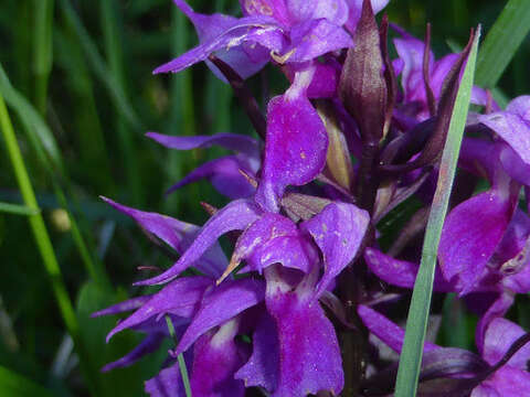 Image de Dactylorhiza aristata (Fisch. ex Lindl.) Soó