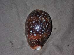 Image of Calf Cowrie