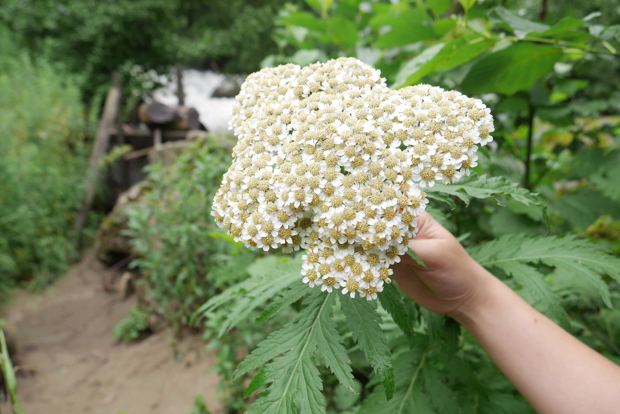 Image of Tanacetum macrophyllum (Waldst. & Kit.) Sch. Bip.