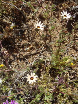 Image de Osteospermum pinnatum (Thunb.) Norlindh