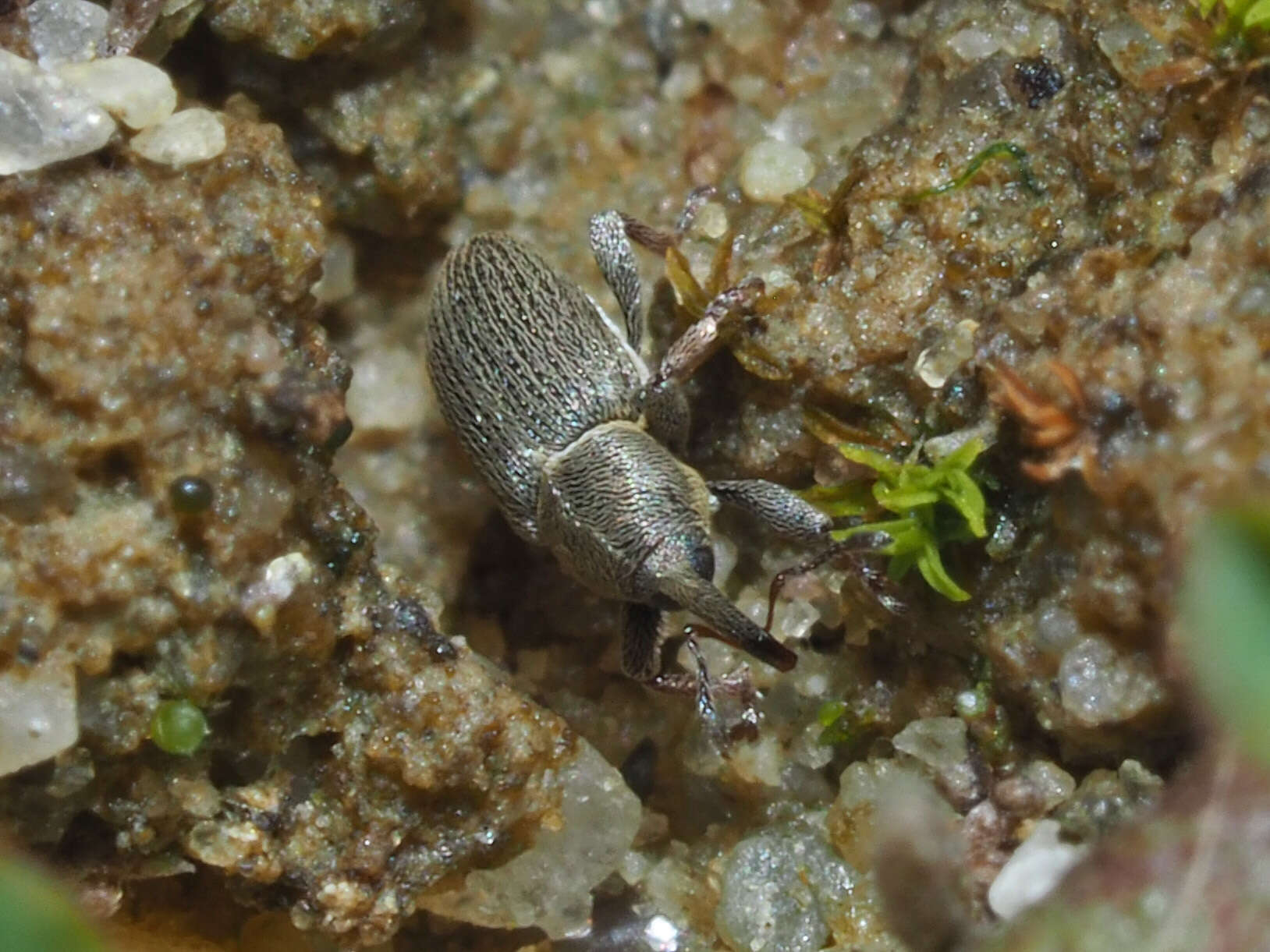 Image of Clover Seed Weevil