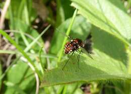 Image of Elegant Bee Fly