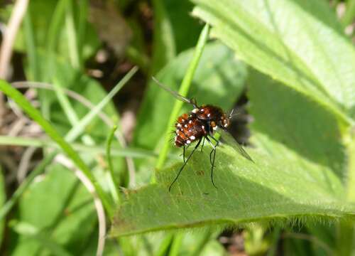 Image of Elegant Bee Fly