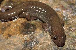 Image of Black mountain salamander