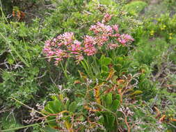 Afrolimon purpuratum (L.) I. A. Lincz. resmi