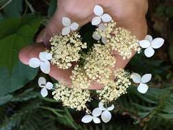 Imagem de Hydrangea cinerea Small