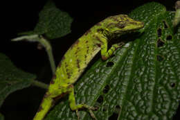 Image of Anolis umbrivagus Bernal-carlo & Roze 2005