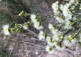 Image of d'Alton's melaleuca