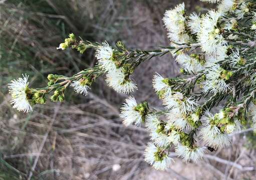 Imagem de Melaleuca brevifolia Turcz.