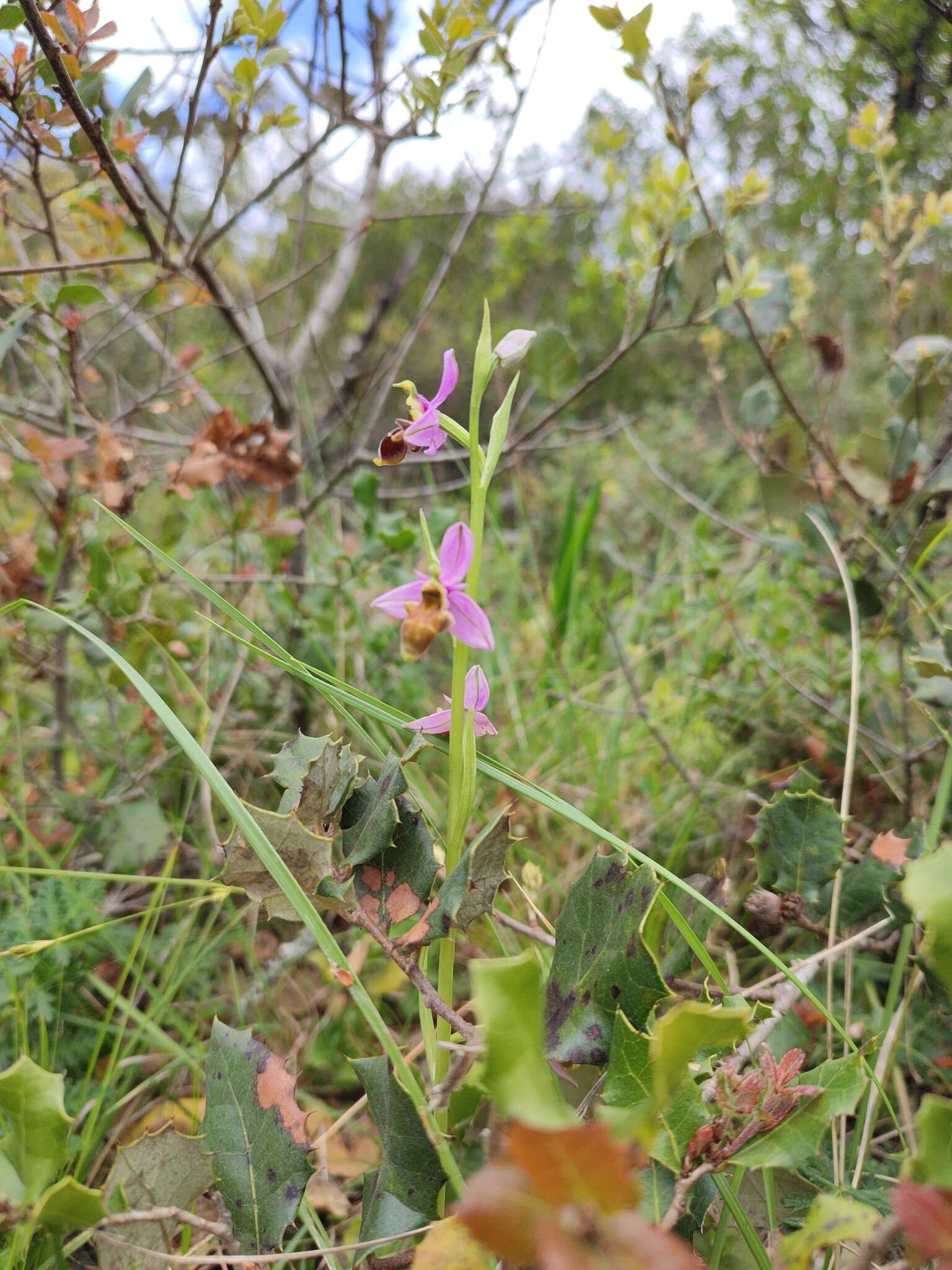 Image de Ophrys scolopax subsp. apiformis (Desf.) Maire & Weiller