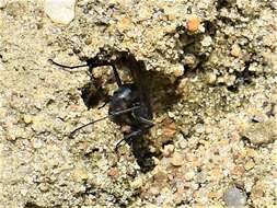 Image of Spider wasp