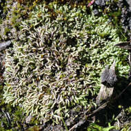 Image of Riccia multifida (Steph.) Steph.