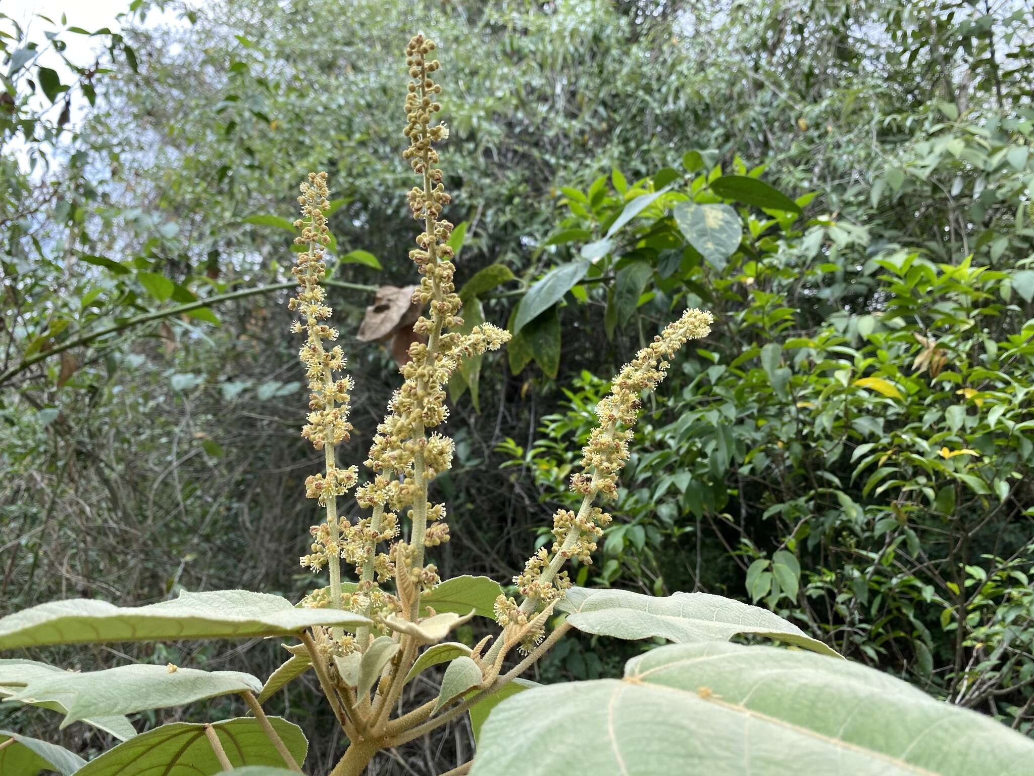 Image of Croton gossypiifolius Vahl