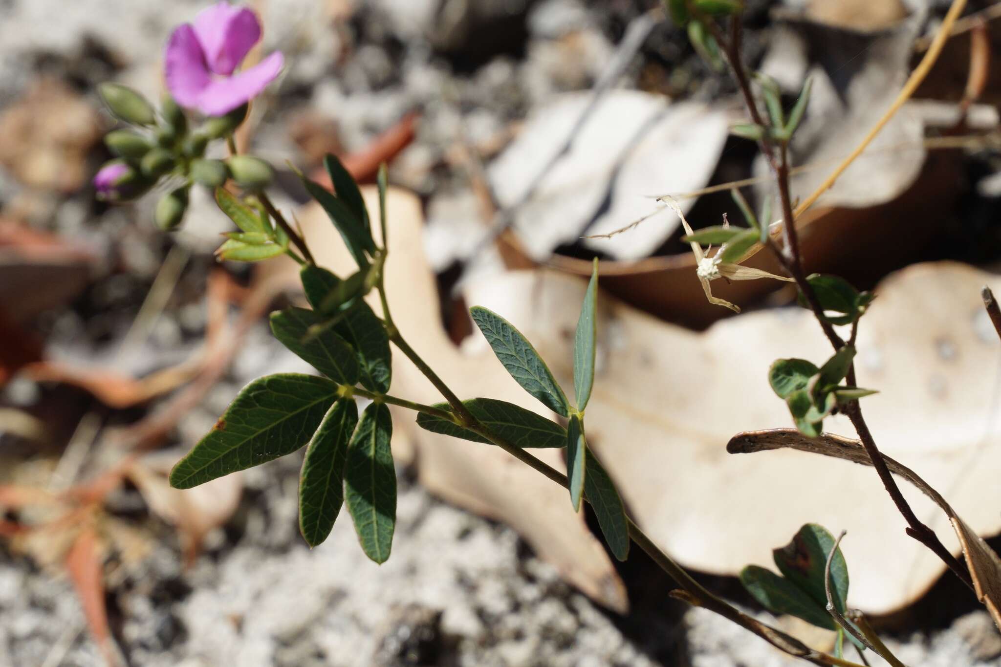 Image of Handsome Wedge Pea