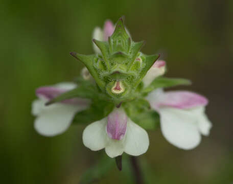 Image of Mediterranean lineseed