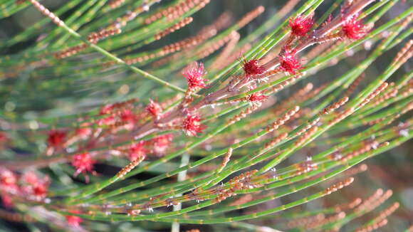 Image of Allocasuarina emuina L. A. S. Johnson