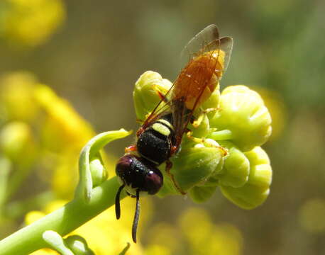 Image of Philanthus triangulum diadema (Fabricius 1781)