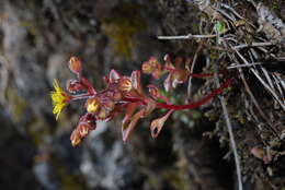 Image of Aichryson parlatorei C. Bolle