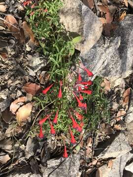 Image of Tropaeolum tricolor Sw.