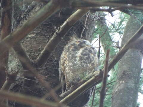 Image of Bubo virginianus virginianus (Gmelin & JF 1788)