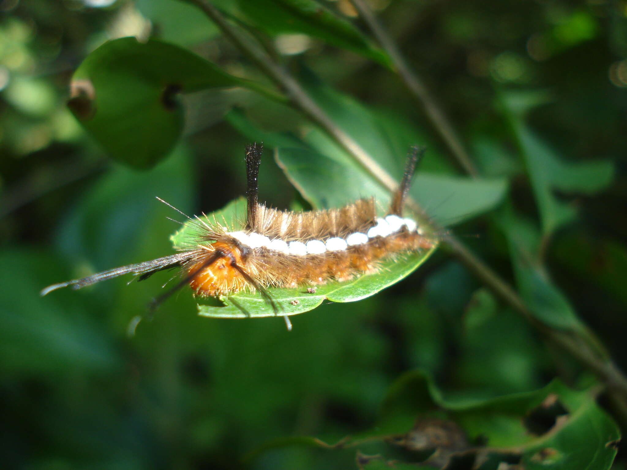 Imagem de Lepidokirbyia vittipes Walker 1855