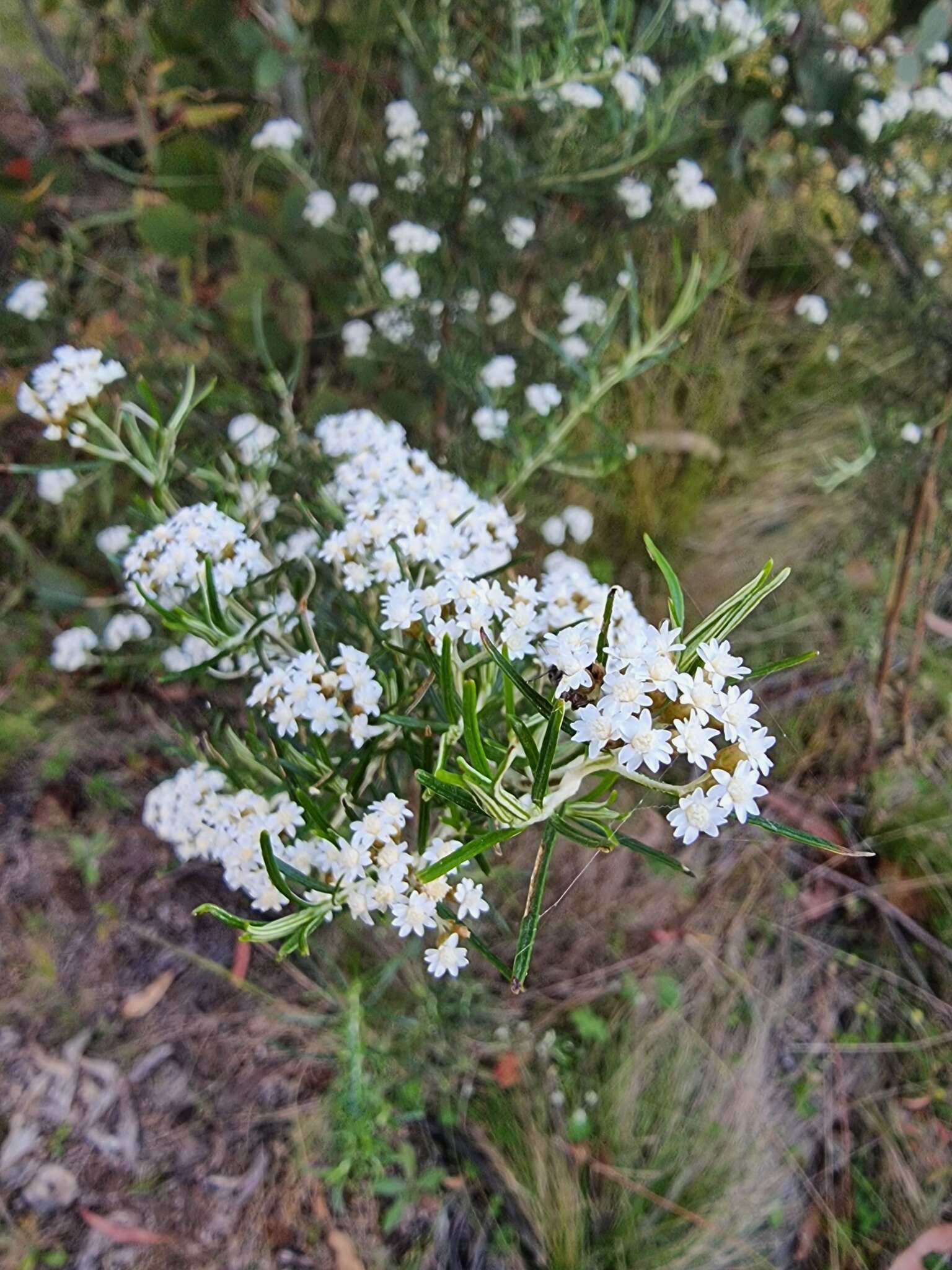 Image of Ozothamnus thyrsoideus DC.