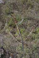 Image of Gasteria obliqua (Aiton) Duval