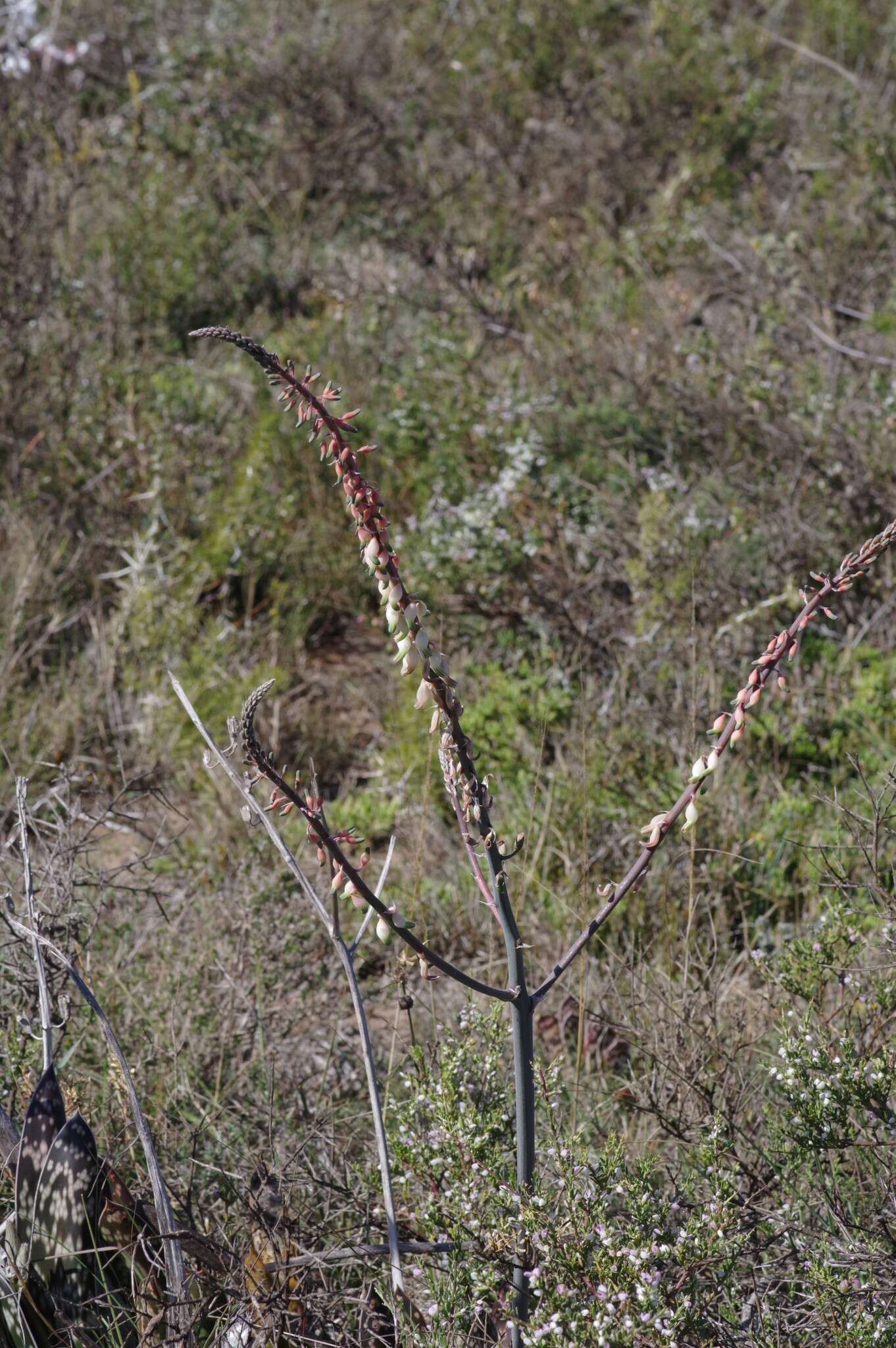 Image of Gasteria obliqua (Aiton) Duval