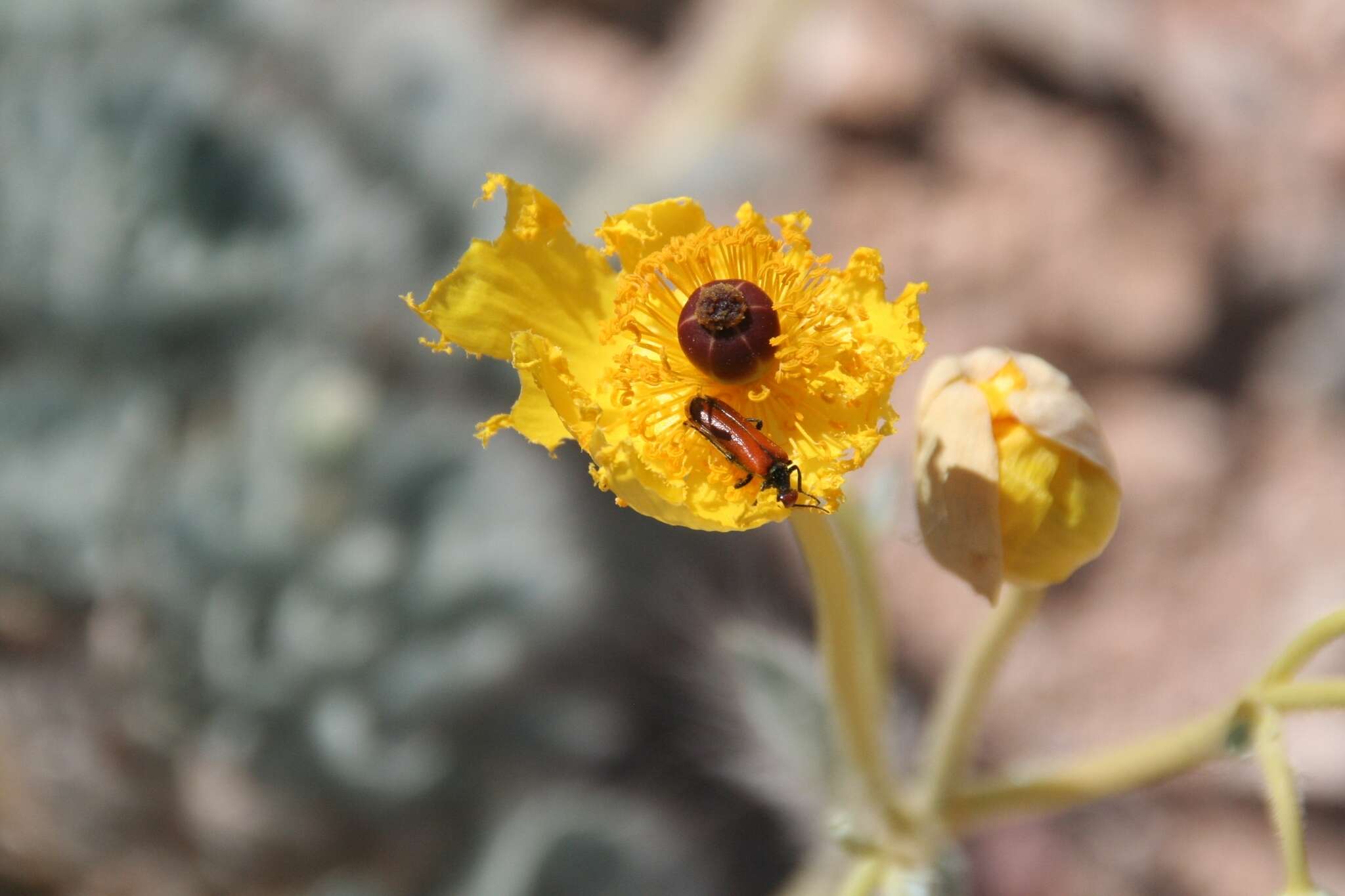 Image of Arctomecon californicum Torr. & Frem.