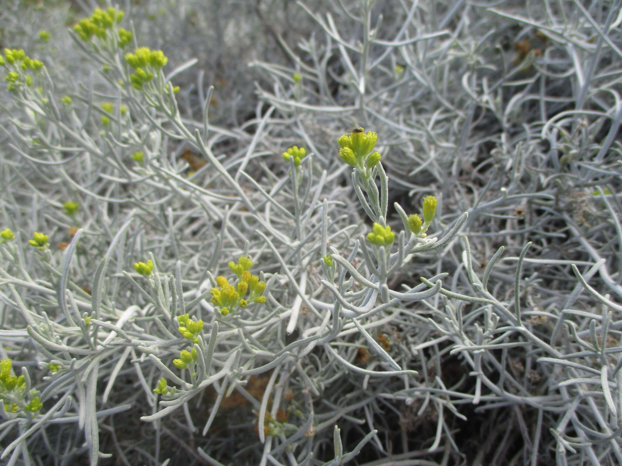 Image of Schizogyne sericea (L. fil.) DC.