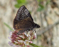 Imagem de Erynnis icelus Scudder & Burgess 1870