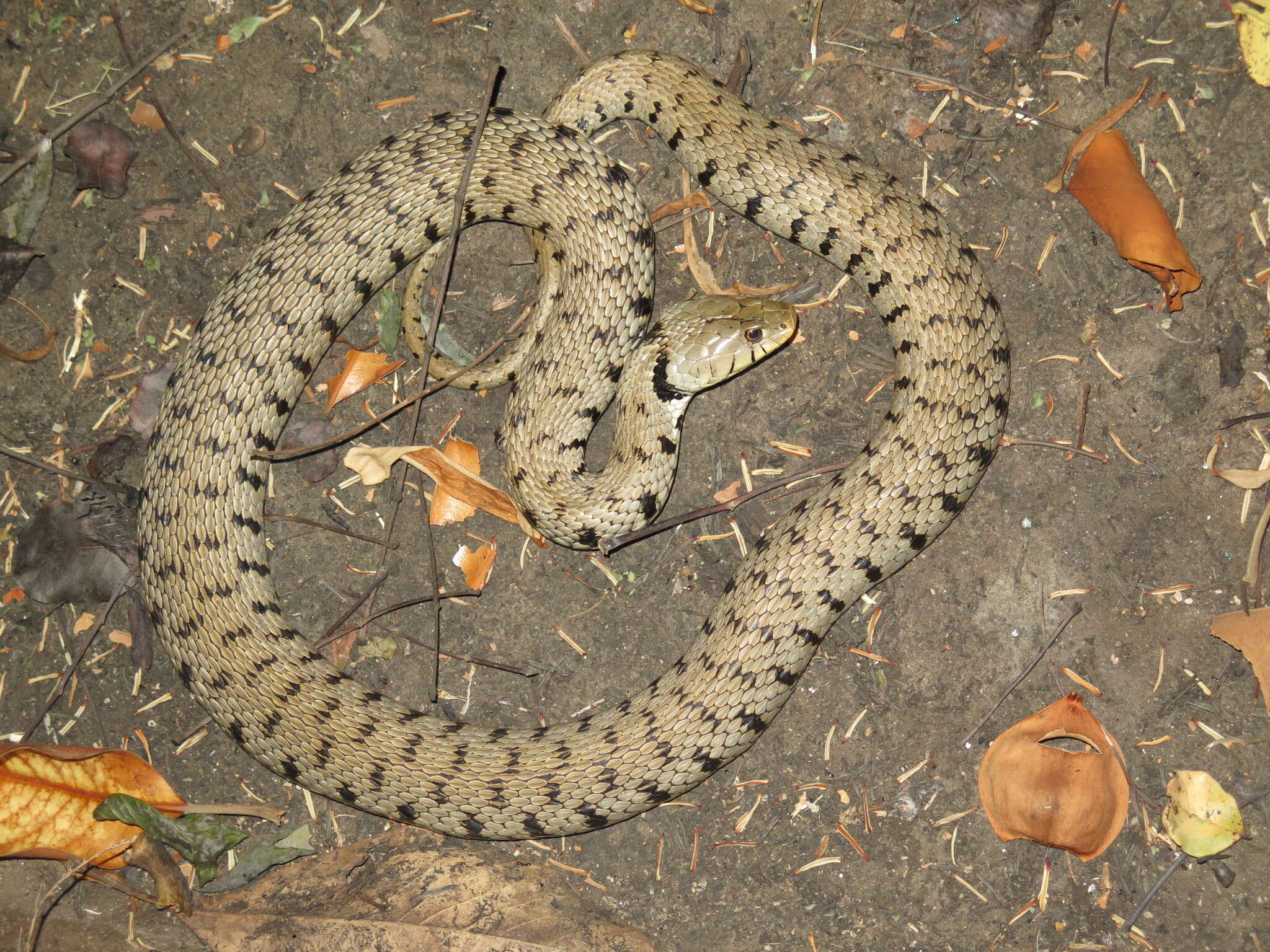 Image of Grass Snake