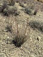 Image of false naked buckwheat